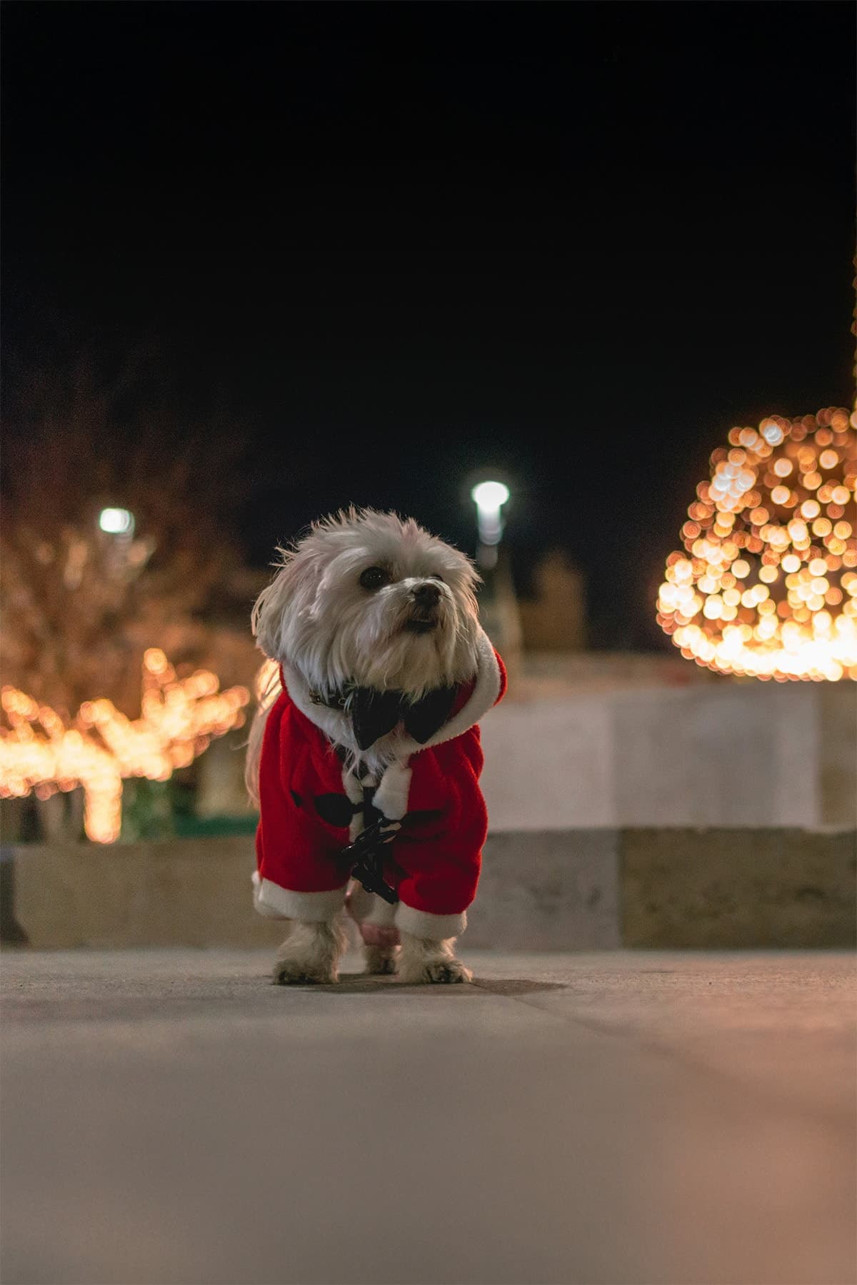 A Sprinkle of Festive Cheer
