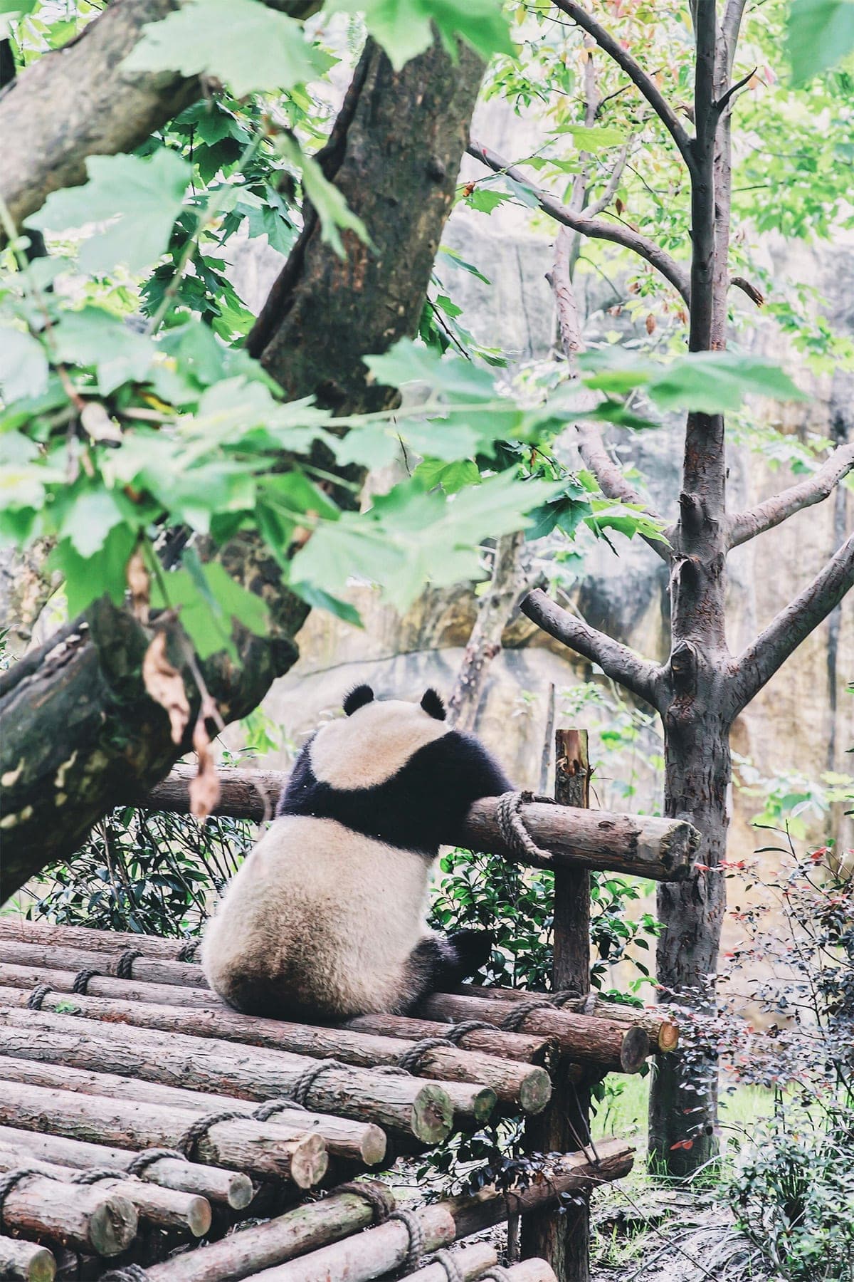 From ‘Uninvestable’ to Opportunity: Rethinking China’s Market