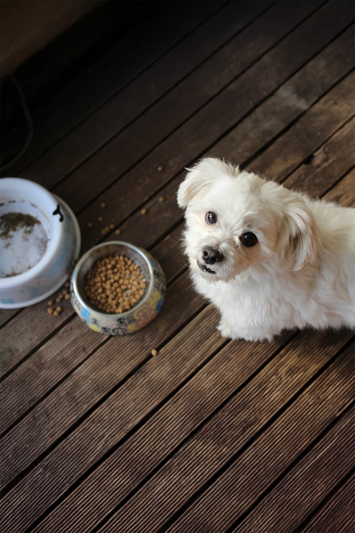 A Dog's Dinner