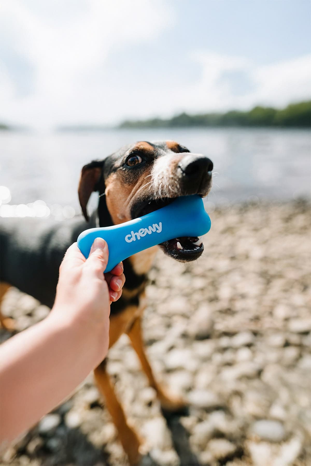 Dog with a bone: UK productivity mismeasurement